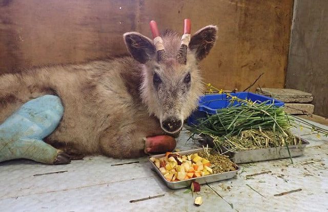 岩手県 盛岡市動物公園 ZOOMO を応援！ 誰でも見学OK　日本初の開かれた動物病院、クラファン型ふるさと納税で実現へ＿11月までに1億円